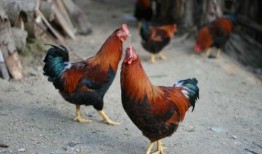 鹏哥爆料牛和鸡的视频在线观看,牛与鸡的神秘视频，在线观看一探究竟