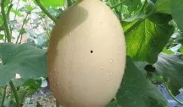 西安瓜最新爆料,揭秘背后惊人真相