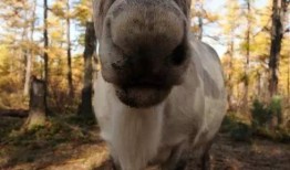 网红驯鹿吃瓜图片,萌态十足引网友热议