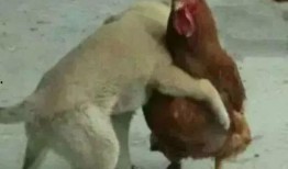 鹏哥爆料牛和鸡的视频在线观看,牛与鸡的神秘视频，在线观看一探究竟