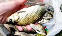 小鲫鱼爆料直播视频,幕后故事与幕后英雄