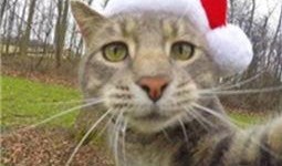 娱乐吃瓜喵散步,散步中的娱乐圈八卦揭秘