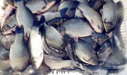 爆料钓饵真的有用吗视频,视频真相大揭秘，效果惊人！