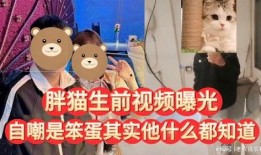 胖猫是如何爆料出来的视频,揭秘背后惊人真相