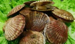 爆料扇贝测评视频大全最新,最新视频大全深度解析