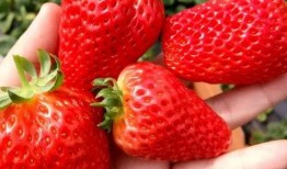 最新爆料草莓图片,最新爆料图片揭秘诱人果实风采