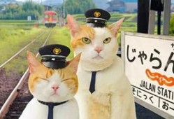 娱乐吃瓜喵散步,散步中的娱乐圈八卦揭秘