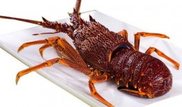 厦门龙虾爆料视频大全下载,一场海鲜盛宴的视觉盛宴