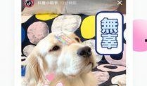 巴哥爆料典藏视频下载,揭秘热门事件幕后真相