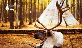 网红驯鹿吃瓜图片,萌态十足引网友热议