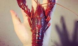 厦门龙虾爆料视频大全下载,一场海鲜盛宴的视觉盛宴