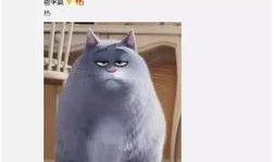 胖猫是如何爆料出来的视频,揭秘背后惊人真相