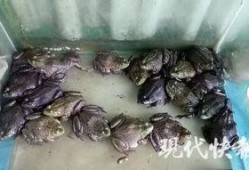 牛蛙爆料五条腿视频,揭秘神秘生物之谜